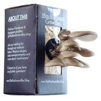 The  Mushroom Box Brown Oyster Mini Mushroom Box